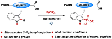 Graphical abstract: Visible-light mediated selective phosphonylation modification of tryptophan residues in oligopeptides