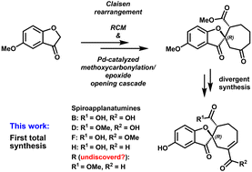Graphical abstract: Total synthesis of spiro Ganoderma meroterpenoids spiroapplanatumines B, D, F, and H
