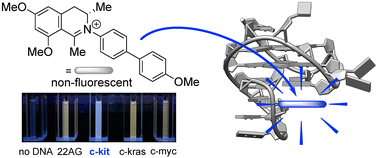 Graphical abstract: The N-biphenyldihydroisoquinolinium scaffold as a novel motif for selective fluorimetric detection of quadruplex DNA