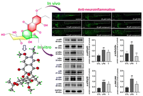 Graphical abstract: Herpotriquinones A and B, two dimeric naphthoquinone–epoxycyclohexenone adducts with anti-neuroinflammatory activity from the isopod-associated fungus Herpotrichia sp. SF09