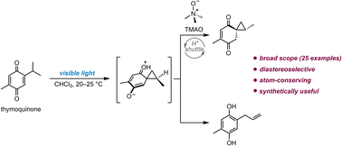 Graphical abstract: Bioinspired intramolecular spirocyclopropanation of quinones as an interrupted photoredox process