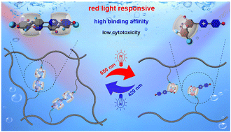 Graphical abstract: Red-light-responsive cucurbit[8]uril based host–guest interaction enabling the construction of a photoswitchable supramolecular polymeric hydrogel