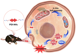 Graphical abstract: In situ supramolecular self-assembly of a perylene diimide derivative in mitochondria for cancer cell ferroptosis