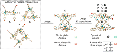 Graphical abstract: Selective halide ion binding templation effect for a quadruple-stranded-helicate enabling the activation of C–Br bonds