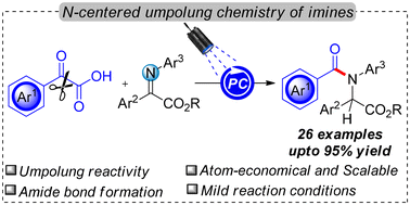 Graphical abstract: Exploring N-centered umpolung reactivity in photoredox-catalyzed amidation with an α-iminoester