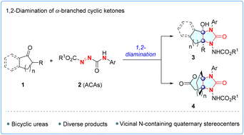 Graphical abstract: Access to (bridged) bicyclic ureas through azocarboxamide-enabled enantioselective 1,2-diamination of α-branched cyclic ketones