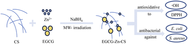 Graphical abstract: Improved antioxidative and antibacterial activity of epigallocatechin gallate derivative complexed by zinc cations and chitosan