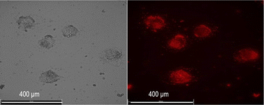 Graphical abstract: On the temperature dependent photoluminescence of nanoscale LuPO4:Eu3+ and their application for bioimaging