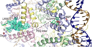 Graphical abstract: Viral peptide conjugates for metal-warhead delivery to chromatin