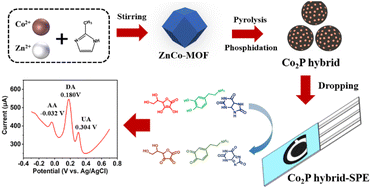 Graphical abstract: Synthesis of cobalt phosphide hybrid for simultaneous electrochemical detection of ascorbic acid, dopamine, and uric acid