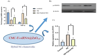 Graphical abstract: Carboxymethylcellulose encapsulated fingolimod, siRNA@ZnO hybrid nanocomposite as a new anti-Alzheimer's material