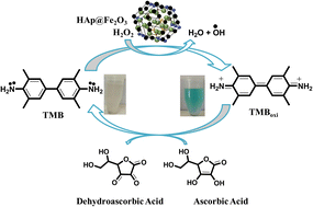 Graphical abstract: From waste to wealth: iron oxide doped hydroxyapatite-based biosensor for the colorimetric detection of ascorbic acid