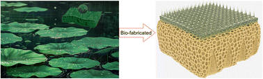 Graphical abstract: Lotus leaf-inspired thermal insulation and anti-icing topography