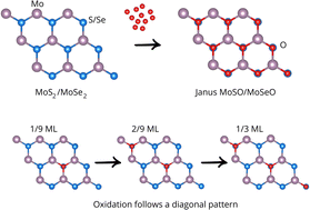 Graphical abstract: Atomic-scale description of 2D Janus MoSO and MoSeO formation: oxidation patterns and band-gap engineering