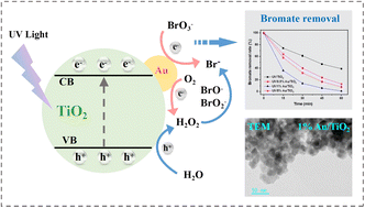Graphical abstract: Enhanced photocatalytic removal of bromate in drinking water by Au/TiO2 under ultraviolet light