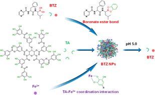 Graphical abstract: Bortezomib-encapsulated metal–phenolic nanoparticles for intracellular drug delivery