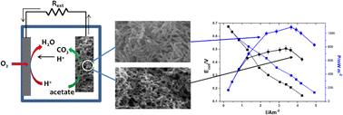 Graphical abstract: Polyaniline nanofiber: an excellent anode material for microbial fuel cells