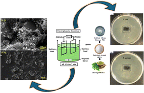 Graphical abstract: Electrophoretic deposition of polyvinyl alcohol, C–H NRs along with moringa on an SS substrate for orthopedic implant applications