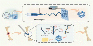 Graphical abstract: Preparation and performance study of in situ mineralized bone tissue engineering scaffolds