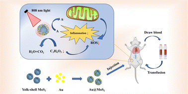 Graphical abstract: Photodynamic therapy of severe hemorrhagic shock on yolk–shell MoS2 nanoreactors