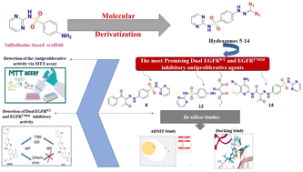 Graphical abstract: Design and evaluation of sulfadiazine derivatives as potent dual inhibitors of EGFRWT and EGFRT790M: integrating biological, molecular docking, and ADMET analysis
