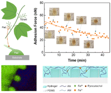 Graphical abstract: Study on the discoloration phenomenon caused by iron ion oxidation in Boston ivy pads and its effect on adhesion force