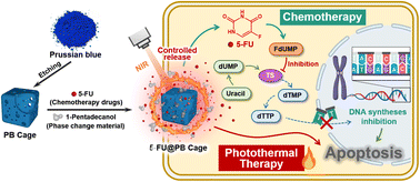 Graphical abstract: Near-infrared-responsive Prussian blue nanocages loaded with 5-fluorouracil for combined chemotherapy and photothermal therapy in tumor treatment