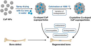 Graphical abstract: Cu-doped calcium phosphate supraparticles for bone tissue regeneration