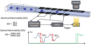 Graphical abstract: A combined electro-optical deformability micro-cytometer