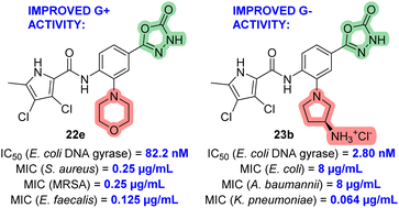 Graphical abstract: New N-phenylpyrrolamide inhibitors of DNA gyrase with improved antibacterial activity
