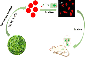 Graphical abstract: Preparation of biomass-derived red emission carbon dots for real-time and long-term tracking of cells and tumor growth