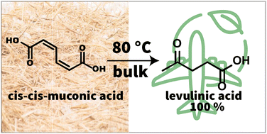 Graphical abstract: Mild decarboxylation of neat muconic acid to levulinic acid: a combined experimental and computational mechanistic study