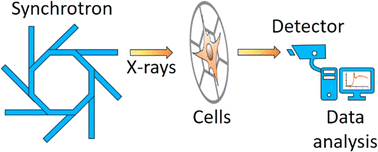 Graphical abstract: Soft X-ray spectromicroscopy of human fibroblasts with impaired sialin function