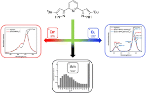 Graphical abstract: Extraction and complexation studies with 2,6-bis(5-(tert-butyl)-1H-pyrazol-3-yl)pyridine in the presence of 2-bromohexanoic acid