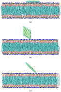 Graphical abstract: Translocation of Ti2CO2 MXene monolayer through the cell membranes