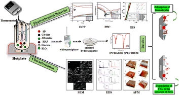 Graphical abstract: Electrochemical corrosion behavior of α-titanium alloys in simulated biological environments (comparative study)