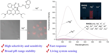 Graphical abstract: A rhodamine-based fluorescent probe bearing 8-hydroxyquinoline group for the highly selective detection of Hg2+ and its practical application in cell imaging
