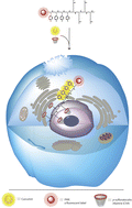 Graphical abstract: P-Sulfonatocalix[4]arene turns peptide aggregates into an efficient cell-penetrating peptide