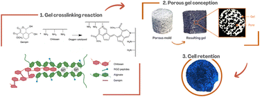 Graphical abstract: Macroporous chitosan/alginate hydrogels crosslinked with genipin accumulate and retain glioblastoma cancer cells