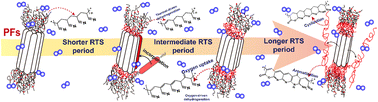 Graphical abstract: Chronological effects of oxygen on the structural transformations of polyacrylonitrile fibers during the rapid thermal stabilization process