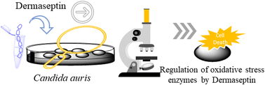 Graphical abstract: Regulation of oxidative stress enzymes in Candida auris by Dermaseptin: potential implications for antifungal drug discovery