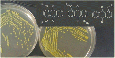 Graphical abstract: Chromogenic hydroxyanthraquinone-based enzyme substrates for the detection of microbial β-d-galactosidase, β-d-glucuronidase and β-d-ribosidase