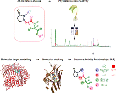 Graphical abstract: In vivo and in silico evaluation of the phytoalexin-eliciting activity in common bean (Phaseolus vulgaris L.) of jasmonoyl-l-isoleucine analogs having a pyrazolidin-3-one ring