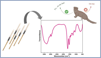 Graphical abstract: Discrimination of mongoose hair from domestic cattle hair, human hair, and synthetic fiber using FTIR spectroscopy and chemometric analysis: a rapid, cost-effective, and field-deployable tool for wildlife forensics