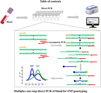 Graphical abstract: Multiplex one-step direct asymmetric PCR of blood and dual-labelled probe-mediated melting curve for genotyping of MTHFR and MTRR polymorphisms