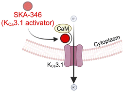 Graphical abstract: The novel quinoline derivative SKA-346 as a KCa3.1 channel selective activator