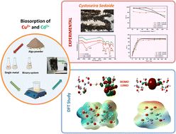 Graphical abstract: Exploring the efficacy of Cystoseira sedoide alga for cadmium and copper biosorption: an integrated experimental and computational study