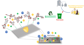 Graphical abstract: Exploring the role of Chrysanthemum coronarium leaves distillation waste as a green inhibitor for carbon steel in acidic environment: an integrated study