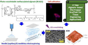 Graphical abstract: Electrospinning of methacrylated alginate for tissue engineering applications