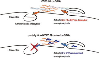 Graphical abstract: The coiled-coil protein carrier structure affects the activation of certain endocytosis pathways